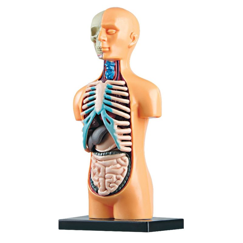 Lab-Corpo-Humano---Estrela