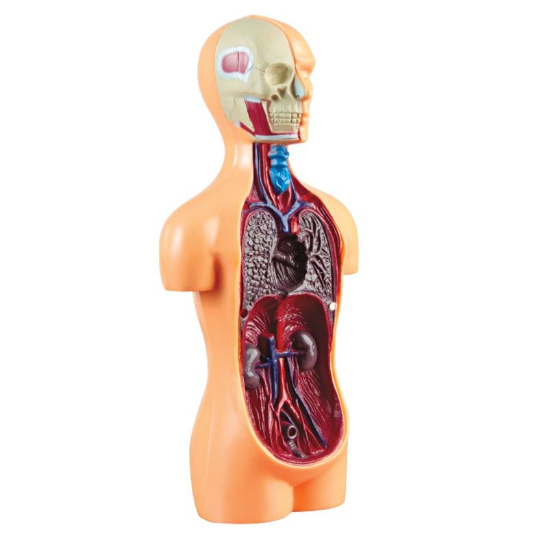 Lab-Corpo-Humano---Estrela